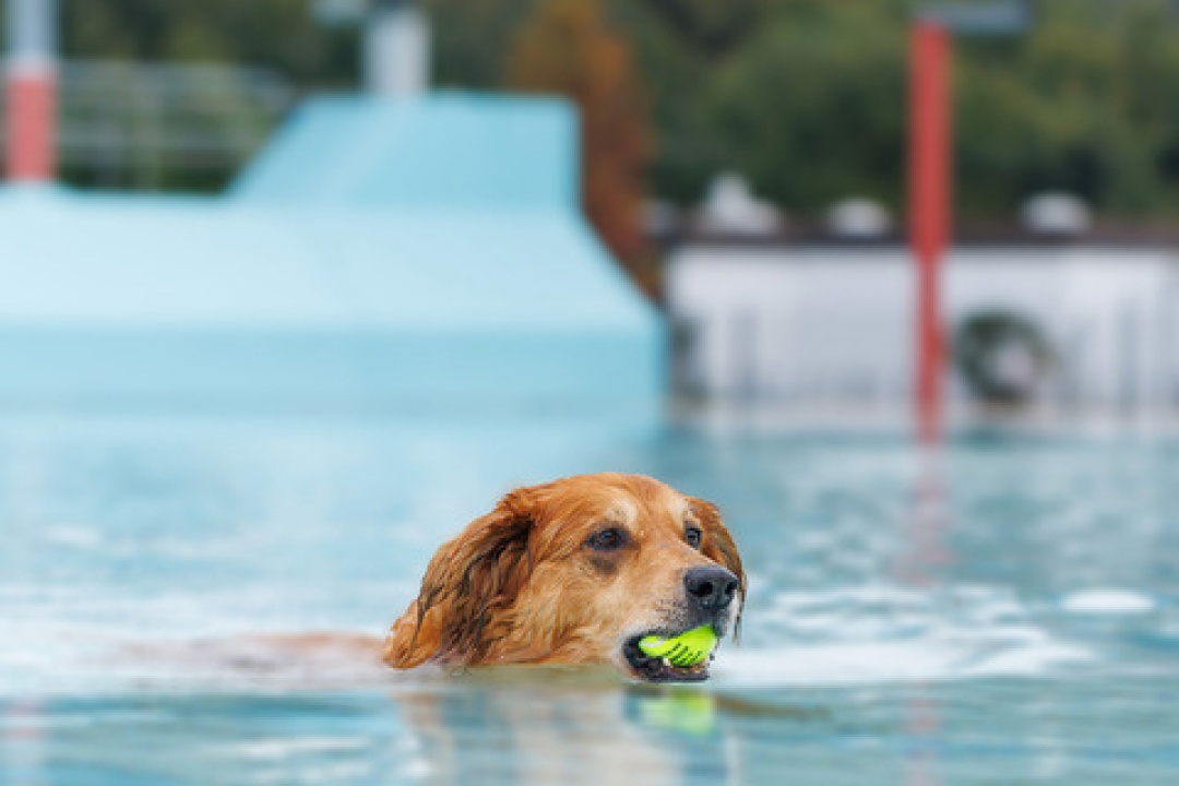 Bild für 2. Elmshorner Hundeschwimmtag
